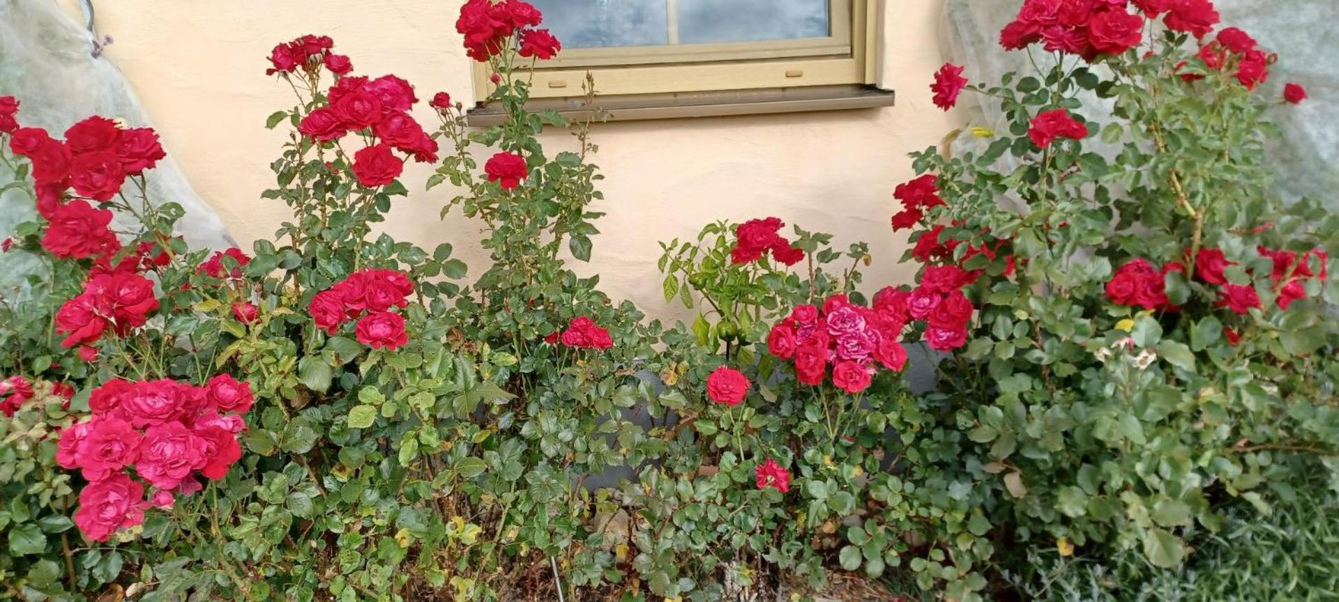 “haus Rita” Appartement